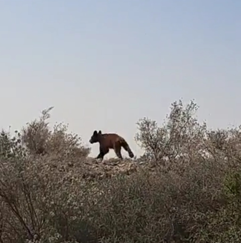Van 5 avistamientos de osos negros en Coahuila