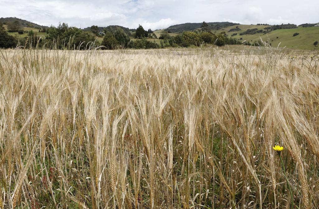 Aprueba Argentina un pionero trigo transgénico resistente a la sequía