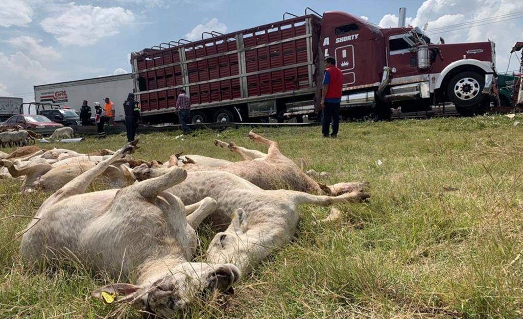 Vuelca camión que transportaba borregos en Querétaro; sujetos rapiñan animales