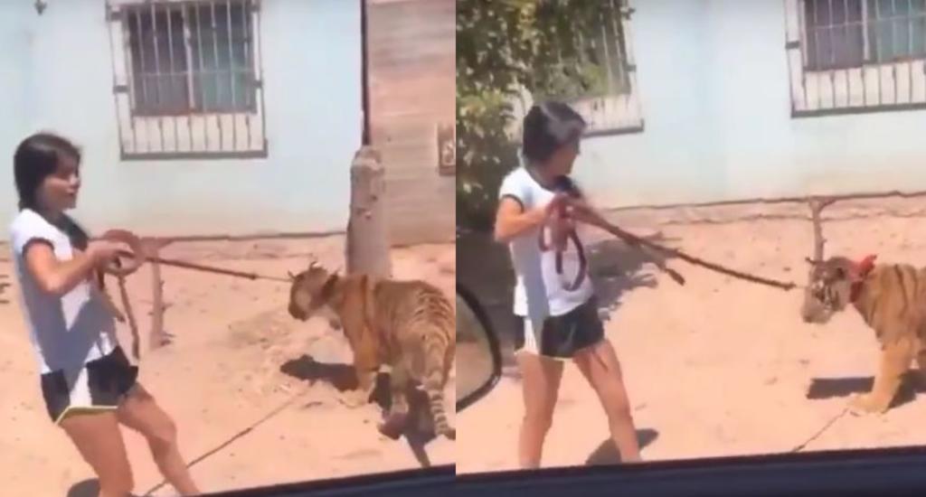 VIRAL: Captan a niña paseando con tigre en Sinaloa