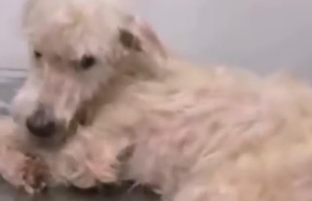 Exigen justicia para 'Bruno', perrito que falleció tras ser abandonado en bolsa de plástico