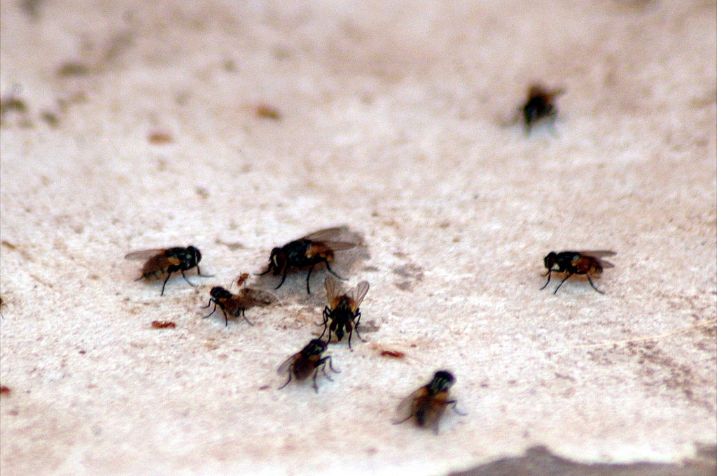 Usan 'ejército' de moscas para combatir la crisis climática