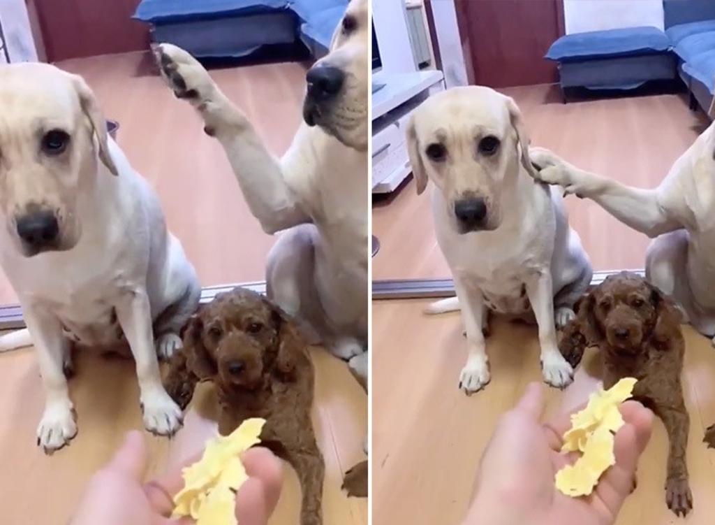 Un perro ‘delata’ a su compañero con la pata y se hace viral