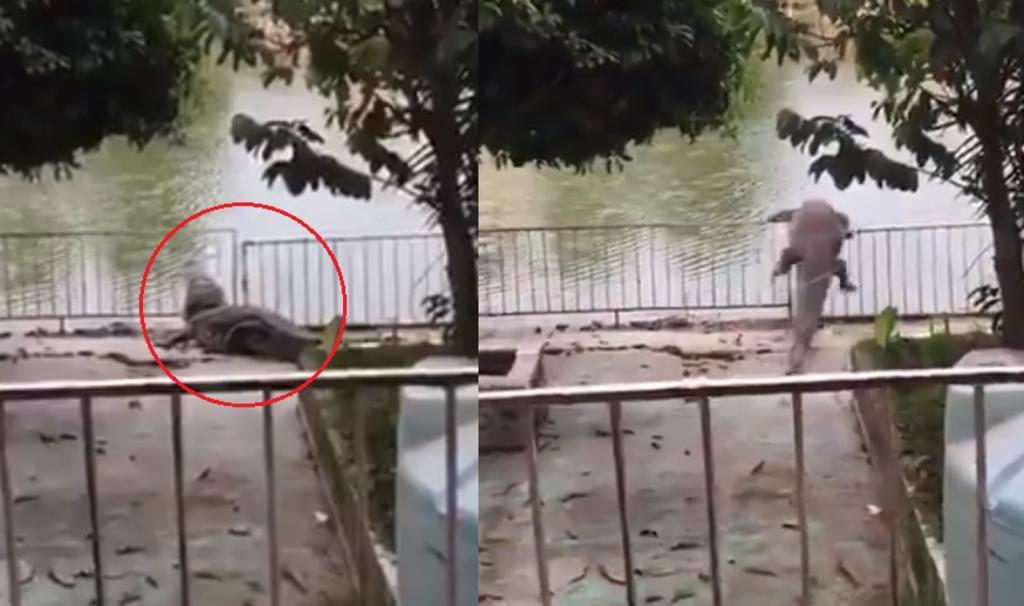 VIDEO: Captan a enorme cocodrilo deambulando en hotel de Tabasco