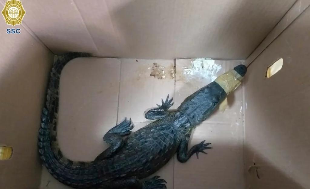 Recatan a cocodrilo abandonado en las calles de la Ciudad de México