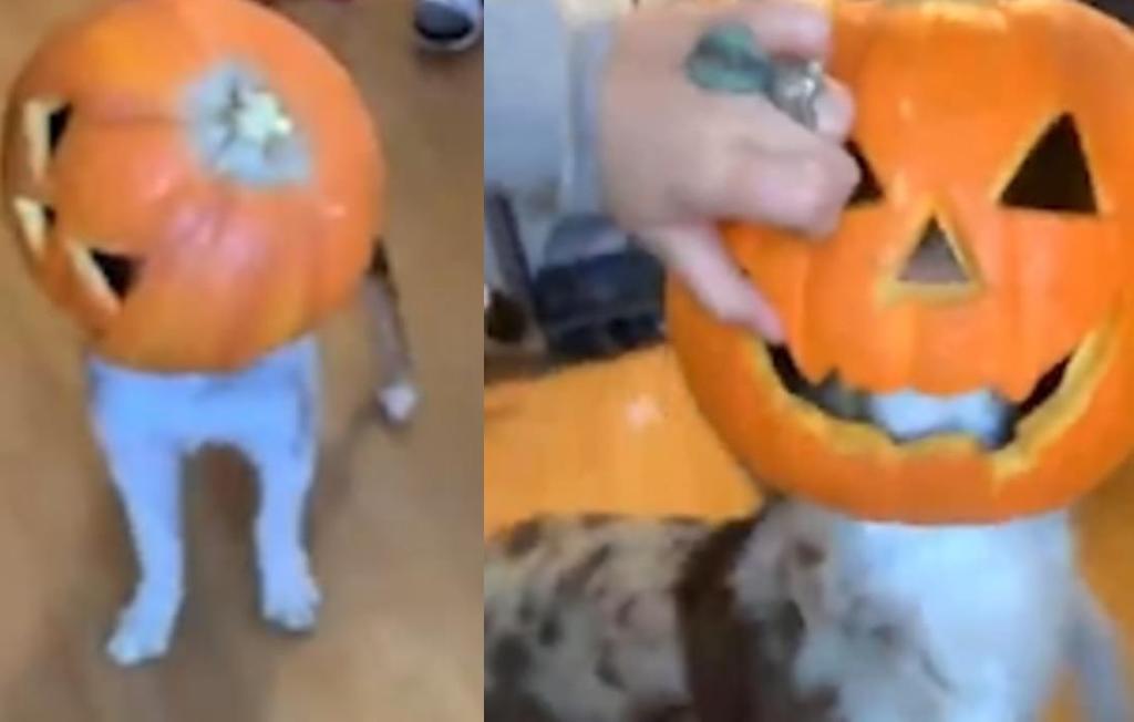 VIRAL: Perro se atasca dentro de una calabaza de Halloween