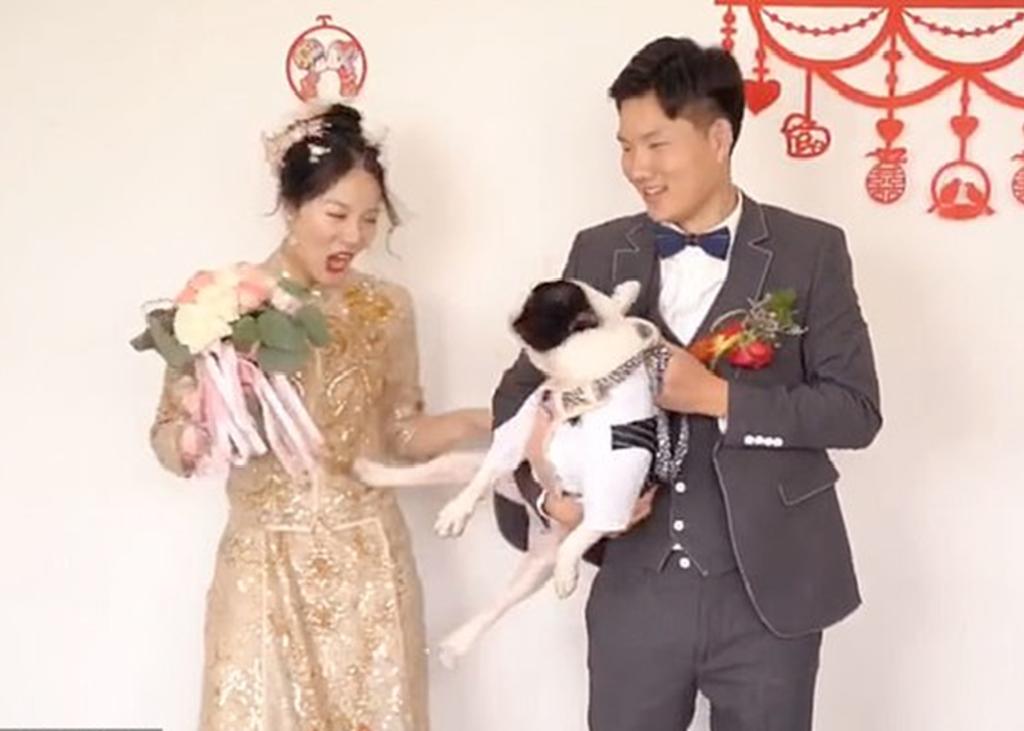 Perro del novio patea a la novia durante una sesión fotográfica