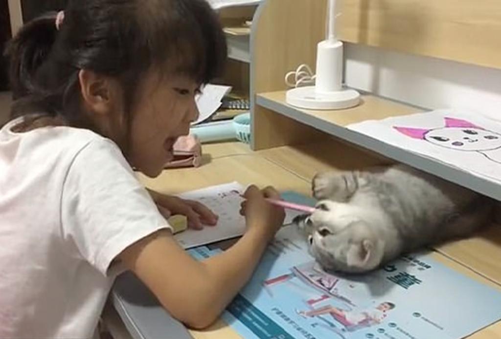 Gato evita que su dueña haga su tarea en tierno video viral