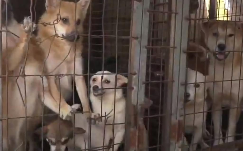 Rescatan a 170 perritos de una granja de carne en Corea del Sur