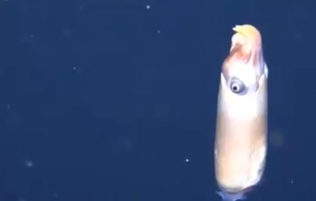 Captan 'extraño' calamar por primera vez en video
