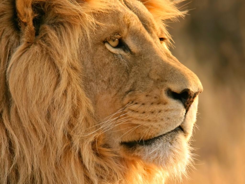 Curiosa imagen de un león ‘al volante’ se hace viral