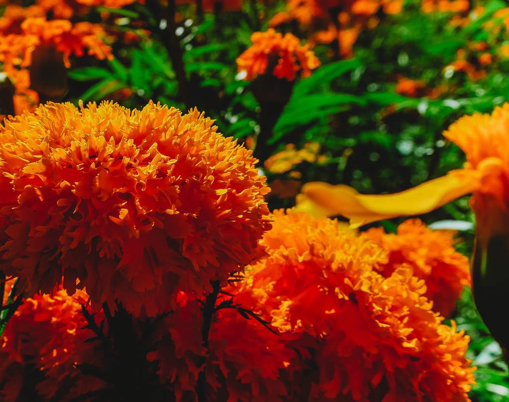 ¿Cuál es el significado de la flor de Cempasúchil?