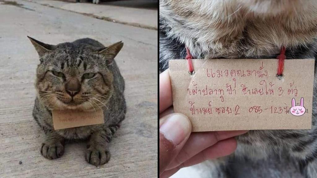 Gato desaparece por 3 días y regresa a casa ‘endeudado’ por comer pescado