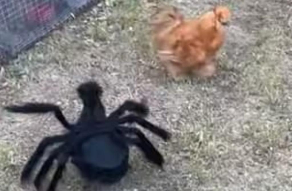 VIRAL: Gallo negro disfrazado de araña 'conquista' en redes sociales