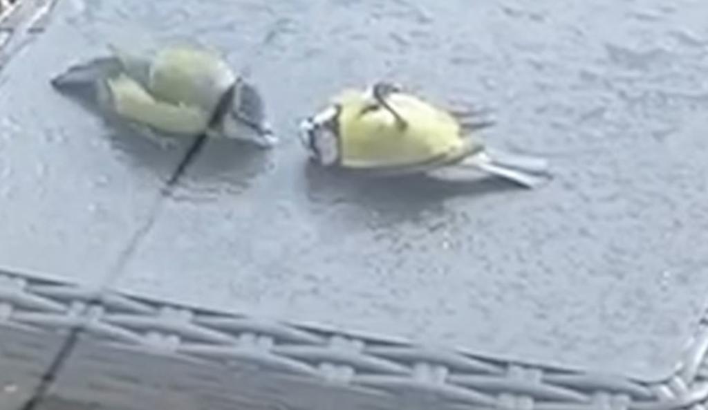 VIDEO: Pájaro 'resucita' a otro que se estrelló con una ventana