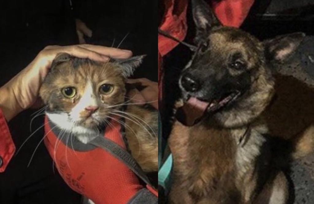 Perro K9 rescata a gato de los escombros tras terremoto en Turquía