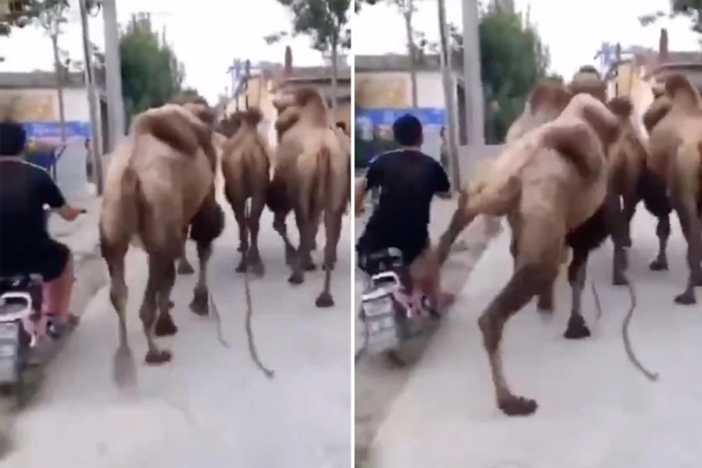 Camello patea a un motociclista en video viral