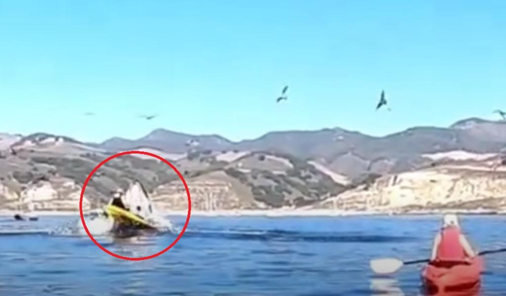 VIRAL: Captan momento en que ballena casi se traga a dos mujeres