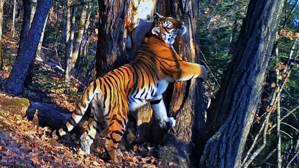 Tigre abrazando un árbol; la mejor fotografía de vida salvaje de 2020