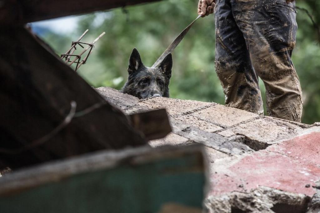 Perros auxilian en búsqueda de víctimas de 'Eta' en Guatemala
