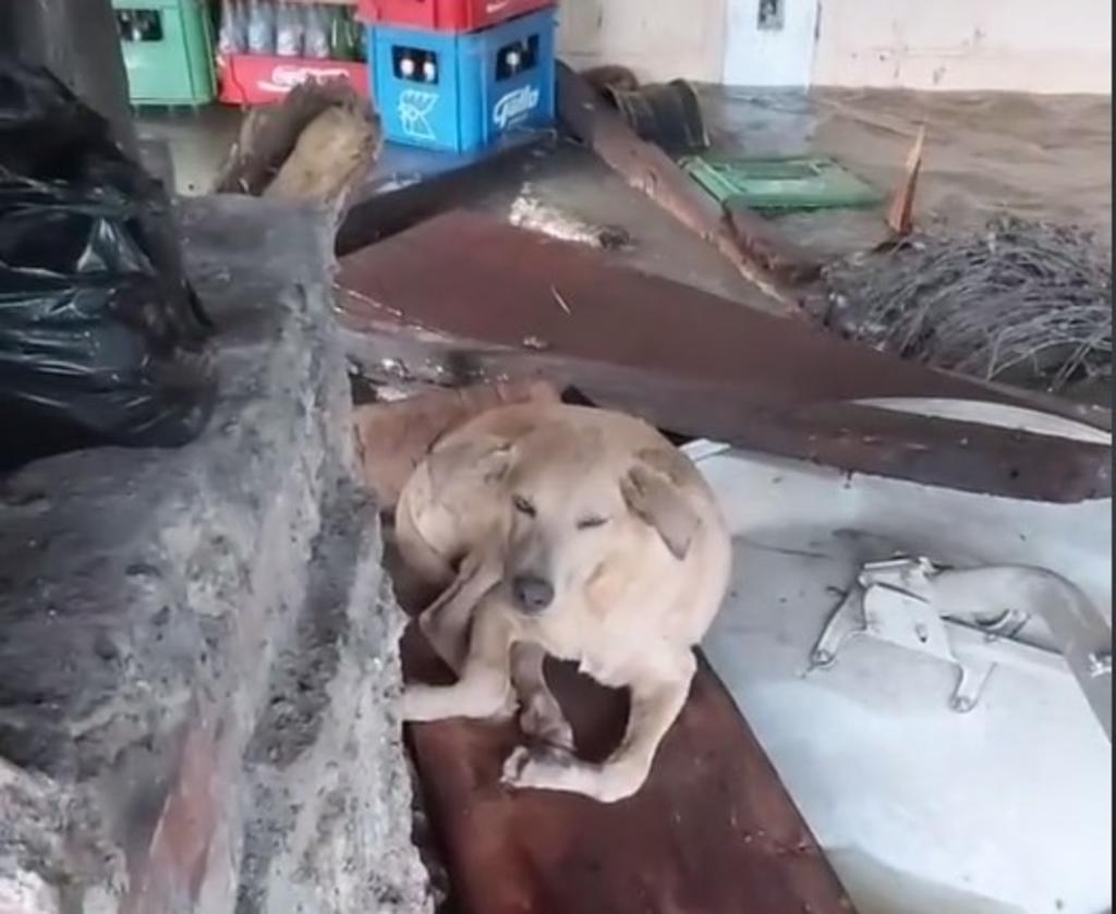 VIDEO: Eta destruye su casa, pero agradece que su perros están bien