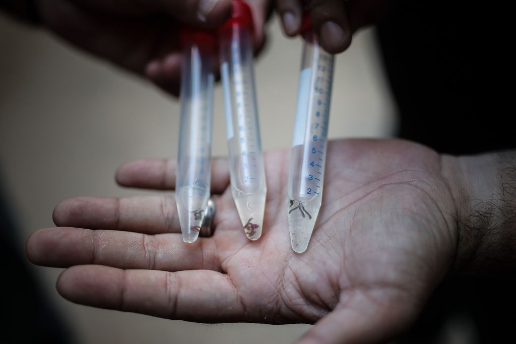 Aumenta en Coahuila cifra de casos de dengue