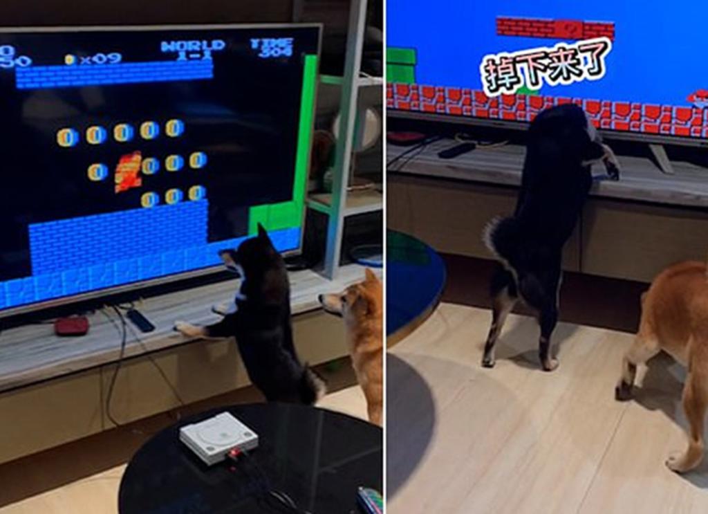 Un par de mascotas se divierten viendo un videojuego en la televisión