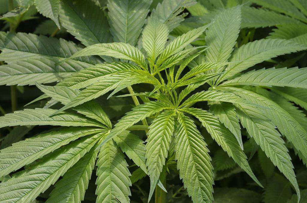 Comisiones del Senado avanzan ley sobre regulación de marihuana