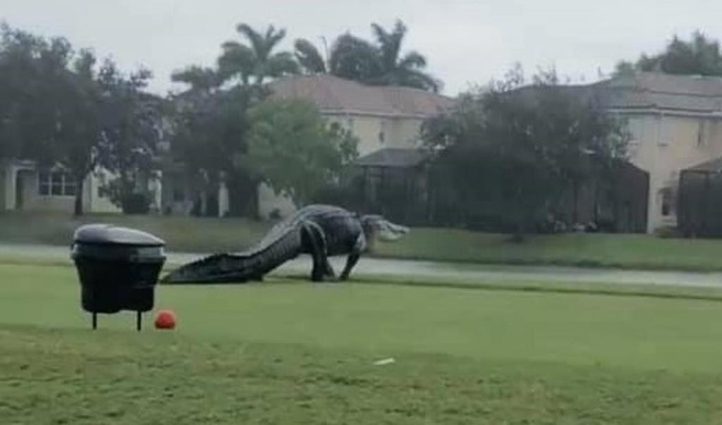 Captan a cocodrilo 'gigante' en campo de golf en Florida