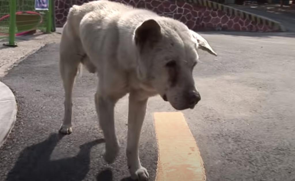 Perrito aún pasea en las calles que recorría con su dueña antes de morir