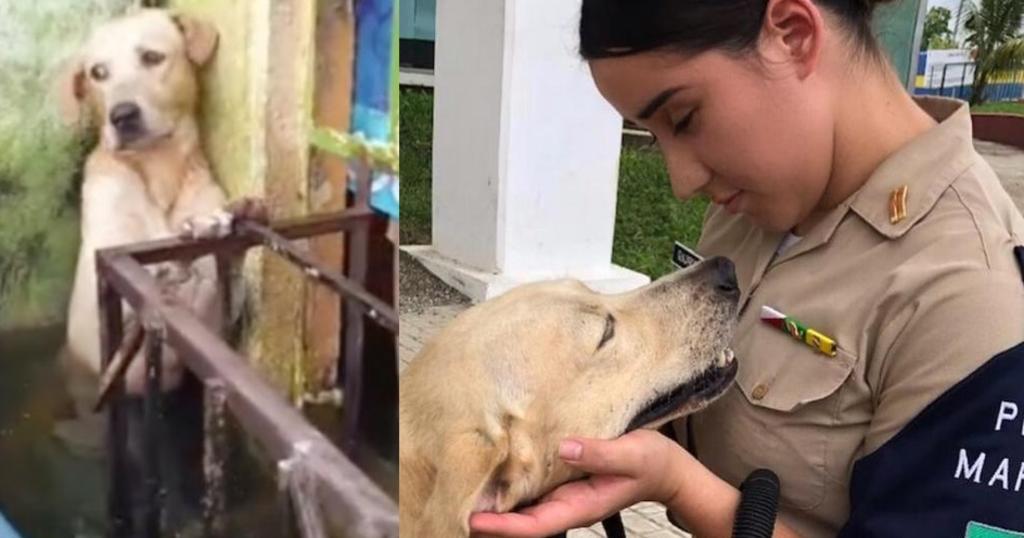 'Ya tiene hogar'; Marina adopta a perrito rescatado de inundaciones en Tabasco