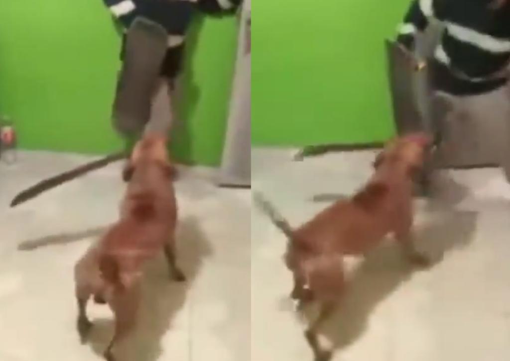 VIRAL: Perro 'ataca' a su dueño con un machete