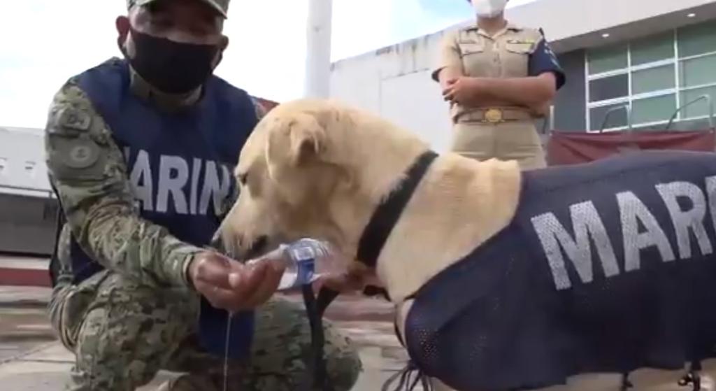 Marina busca nombre para perrito rescatado en inundaciones de Tabasco