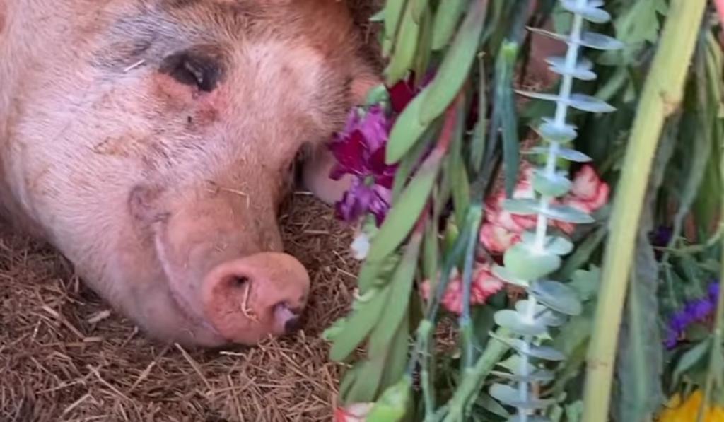 'Lotus', la puerquita rescatada que ahora recoge flores para su nuevo hogar