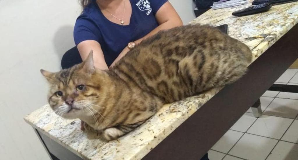 Rescatan a gato 'gigante' en Tamaulipas; lo confunden con leopardo
