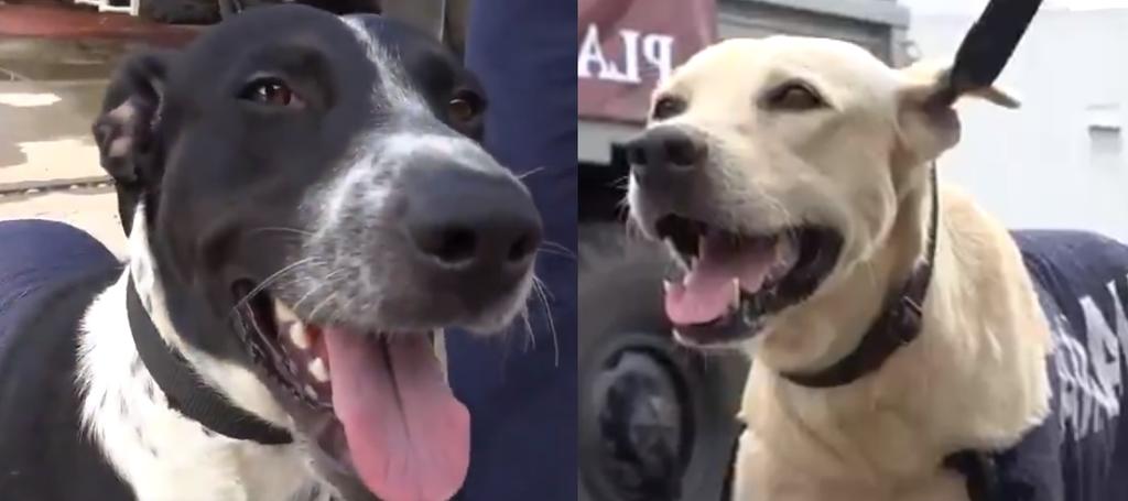 'Nerón' y 'Donatelo'; perritos rescatados por la Marina ya tienen nombre