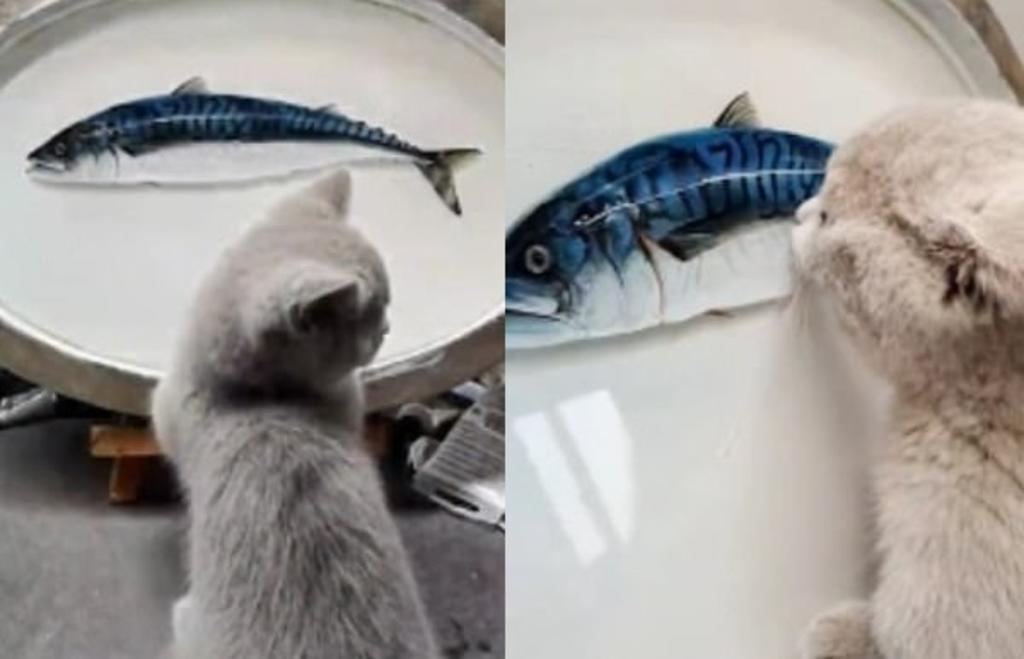 Gato 'confundido' lamiendo una pintura 3D de un pescado su vuelve viral