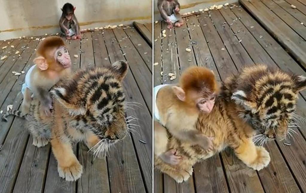 Mono y tigre bebés protagonizan tierno video filmado en zoológico