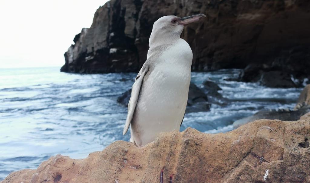 Encuentran un pingüino blanco en las islas Galápagos