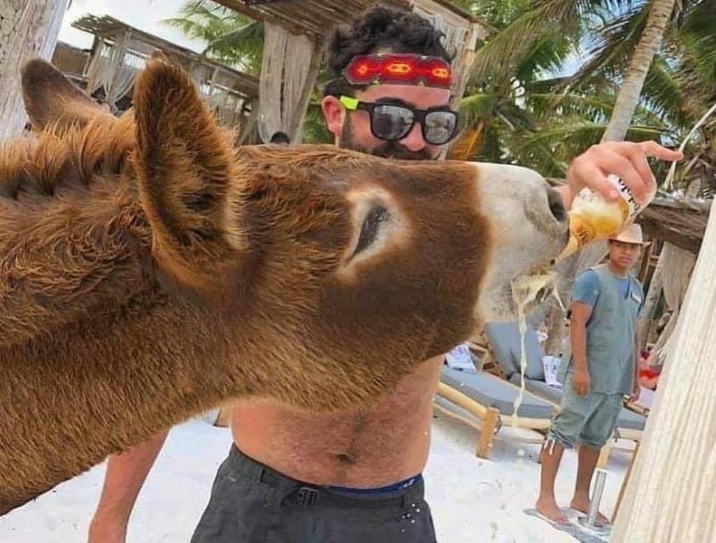 Turistas en Tulum dan cerveza a burro como 'atracción' en hotel