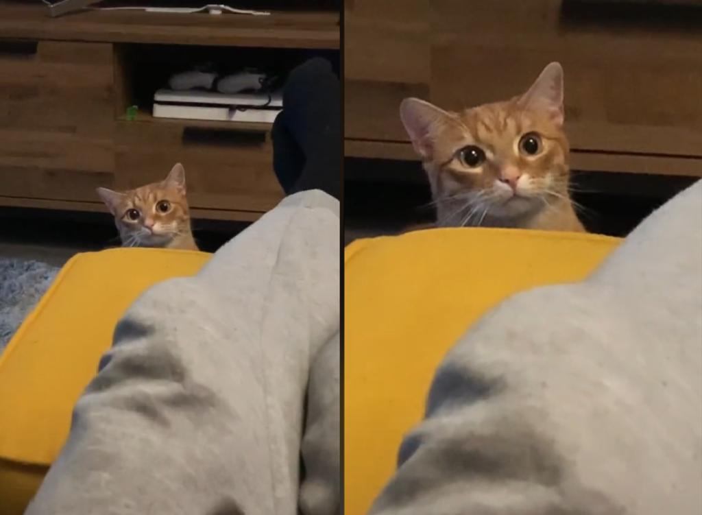 Gato se hace viral por su reacción a su dueño acariciando otro animal