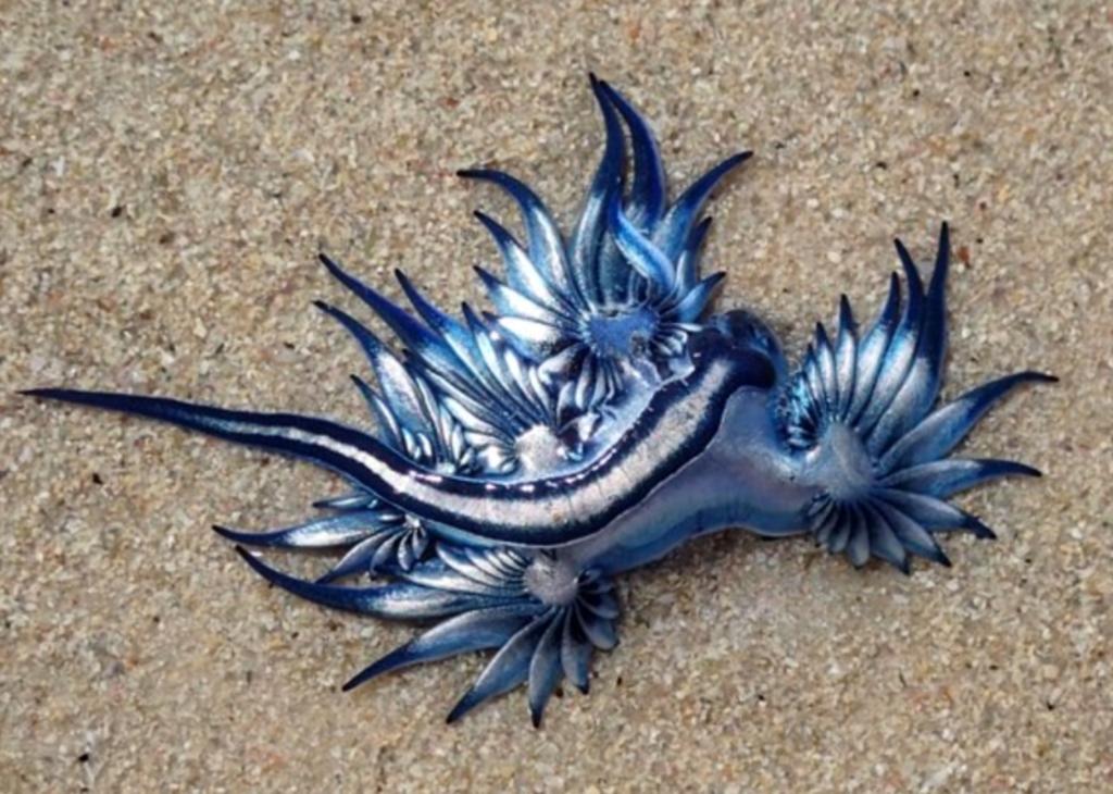 Animales marinos que parecen dragones son vistos en Sudáfrica