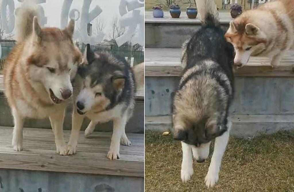 Husky enseña a un perro ciego a saltar una barda