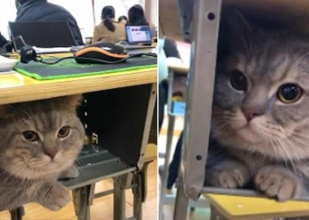 Gato se esconde en el escritorio de su dueña mientras ella está en clase