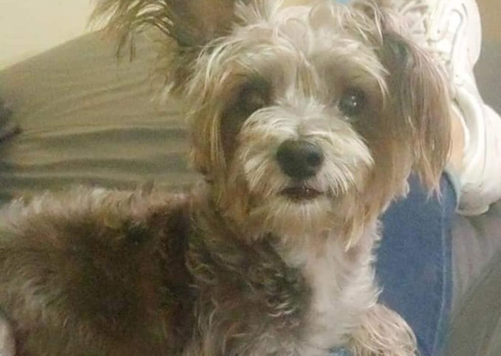Ofrecen 50 mil pesos de recompensa por 'Blacky', perro perdido en Sinaloa