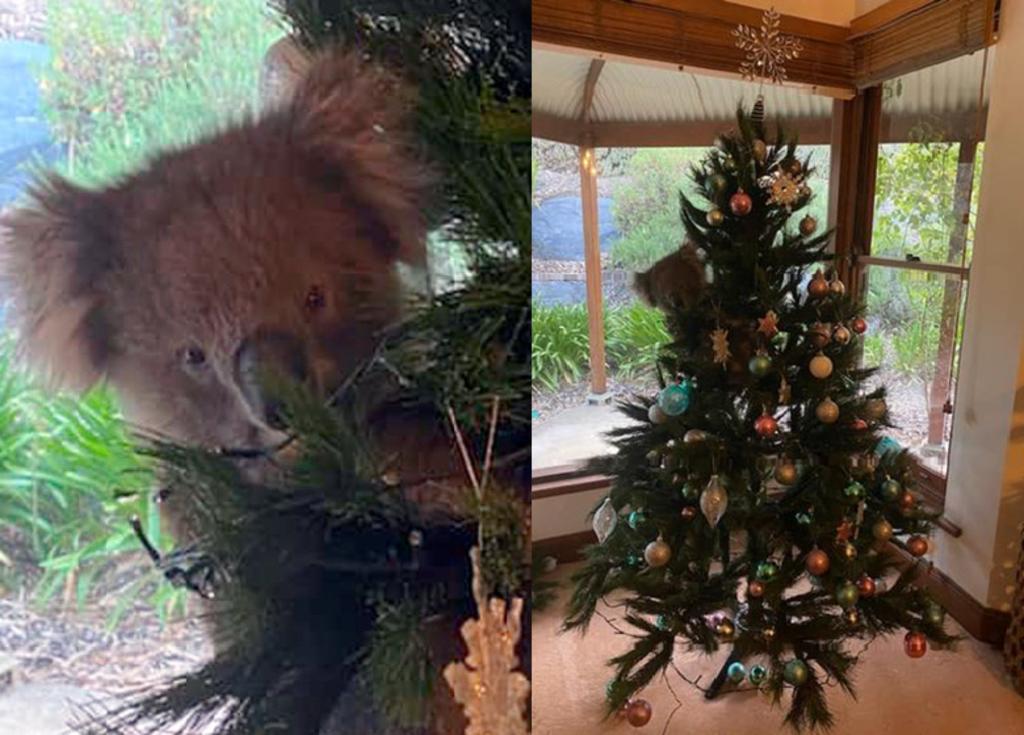 Mujer es sorprendida por un koala vivo escondido en su árbol de navidad