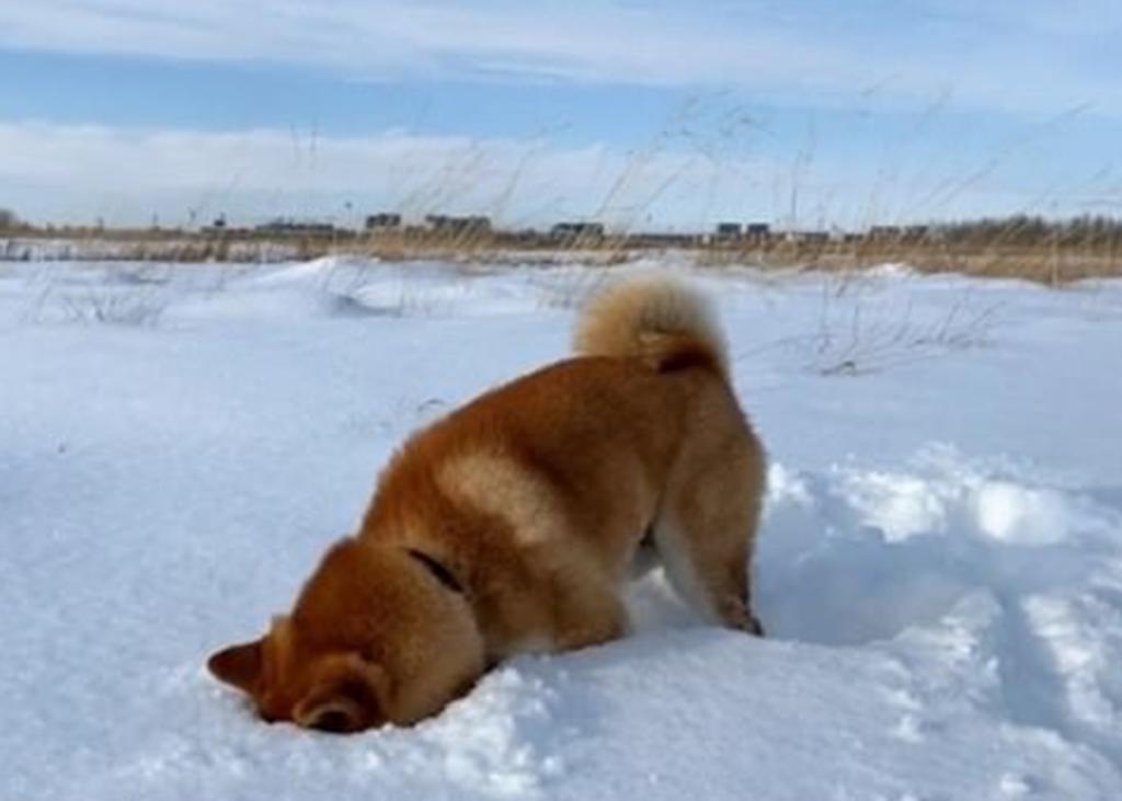 Mascota se hace viral porque le gusta esconder su cabeza en la nieve