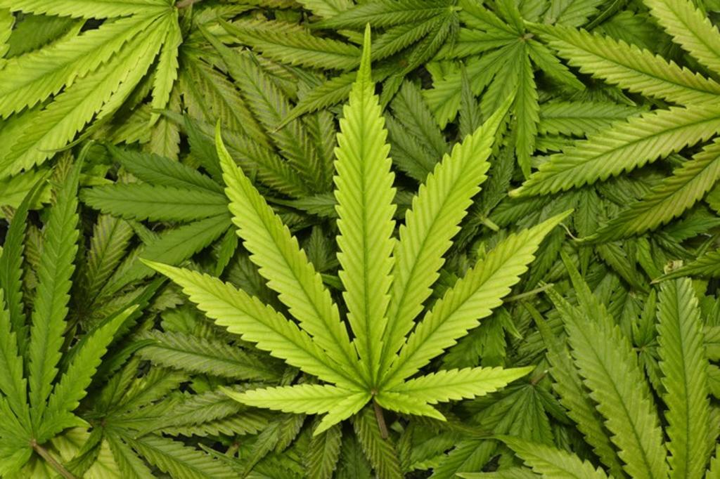 Veta Ley de Cannabis a grandes empresas 