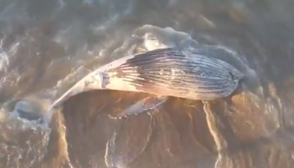 Ballena jorobada muere encallada en playa Cerritos en Mazatlán