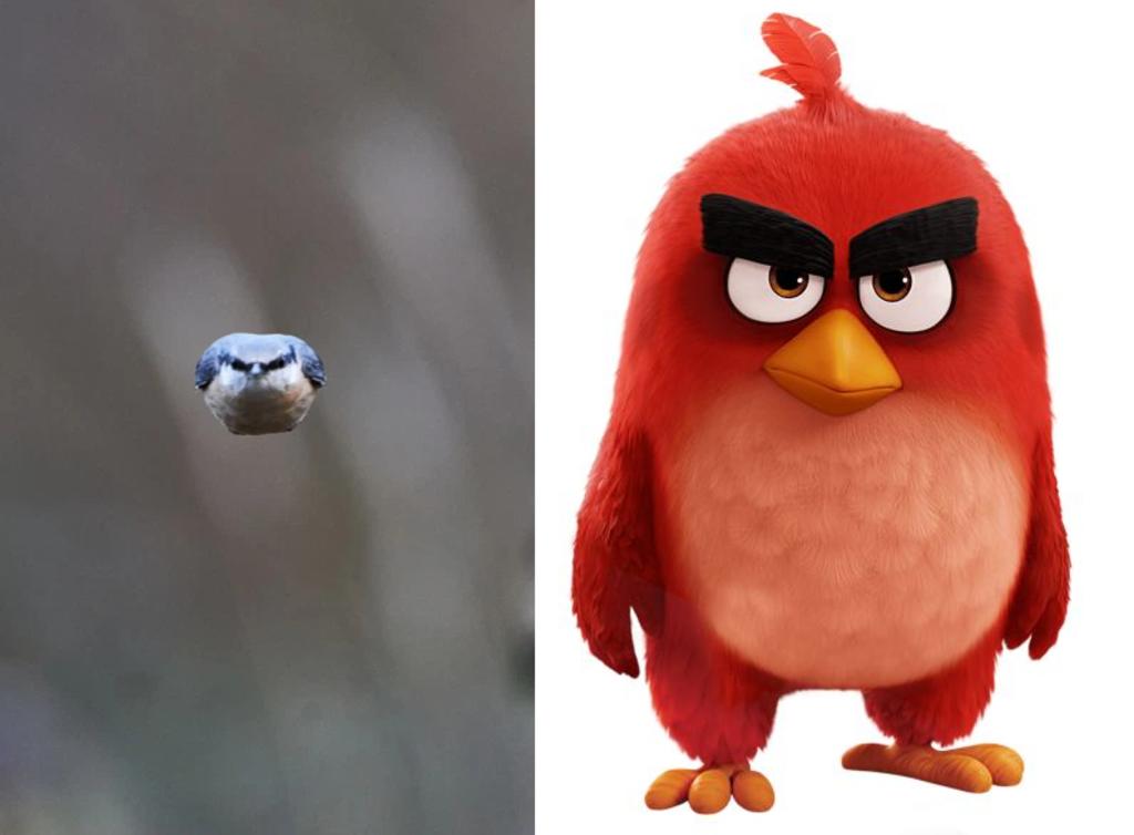 Fotografía causa sensación porque es comparada con ‘Angry Birds’